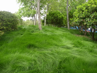 Greenwave